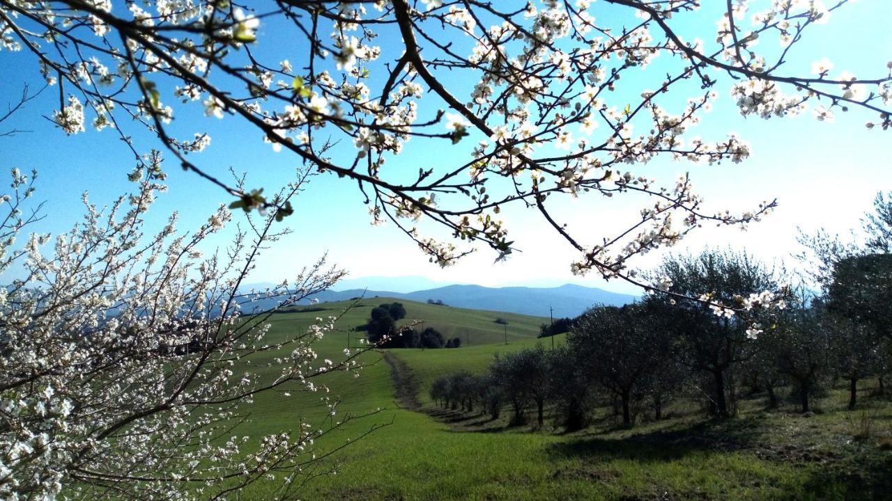 La Pecora Verde San Gimignano Exteriör bild